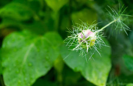 A selective focus shot of an unbloomed flower with thorns on surrounded by blurred leaves