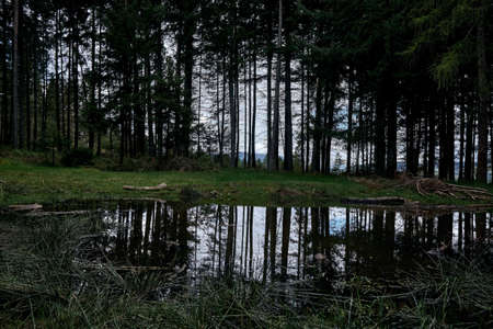 The trees of the forest reflected in the small lakeの写真素材