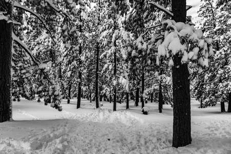 A landscape of a forest surrounded by trees covered with the snow under sunlightの写真素材