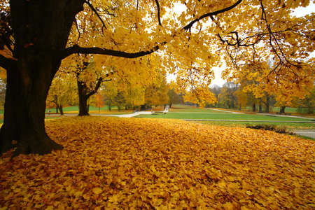 A park covered in yellow leaves surrounded by trees and lawn during autumnの写真素材