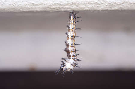 A closeup of a white worm with black horns against a blurry background