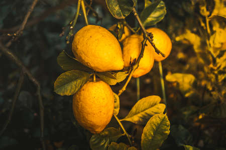 A closeup vibrant shot of lemons in the middle of a forestの写真素材