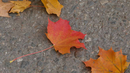 A closeup shot of the beautiful colorful fallen autumn leaves on the ground
