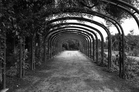 A greyscale shot of a beautiful path under the arch-shaped columns covered with plantsの写真素材