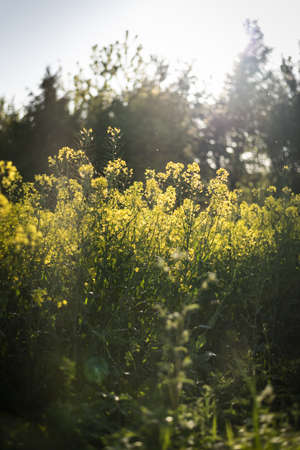 A canola field surrounded by greenery under sunlight with a blurry background