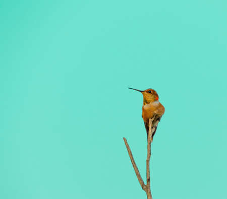 A hummingbird on a stick with bright background.の写真素材