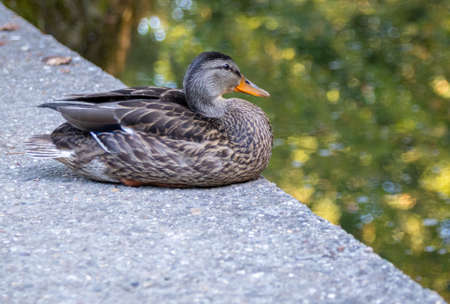 A grey duck sitting on the edge of a stone fence with a blurred backgroundの写真素材