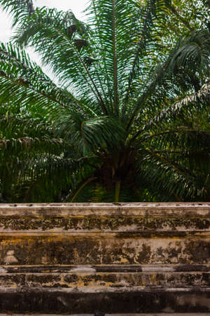 A palm tree plantation in South East Asia, The trees are used for Palm Oil production.の写真素材