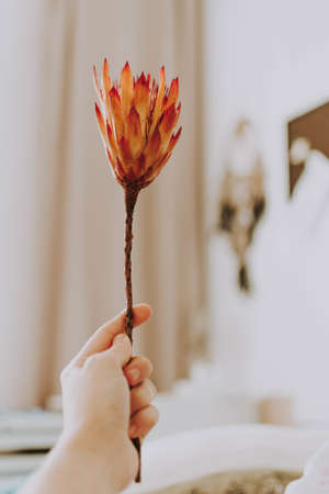 A vertical shot of a person holding an exotic plantの写真素材