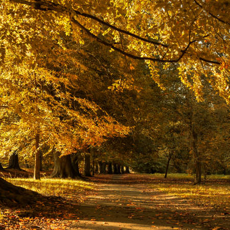 A beautiful autumn scenery in the park with the yellow leaves fallen on the ground