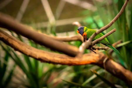 A closeup selective focus shot of a tropical parrot sitting on a tree branch looking sideways