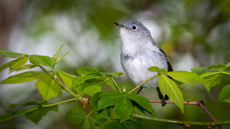 Blue-gray gnatcatcher (Polioptila caerulea) shot off the Boardwalk during Spring migration at Magee Marsh Wildlife Area in Oak Harbor, Ohの写真素材
