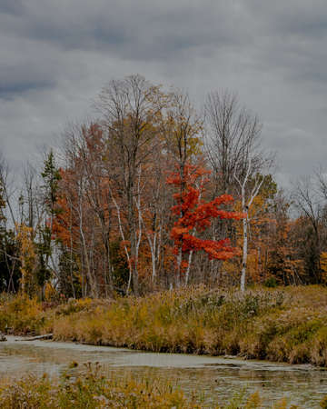 A vertical shot of a river in the middle of a grassy field with leafless trees under a clouded sky
