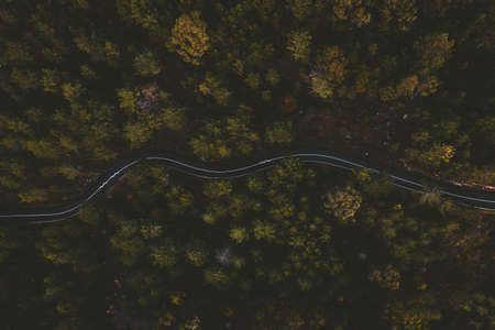 A high angle shot of a winding highway in the center of a forest with tall trees
