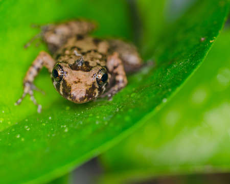 A closeup of a brown Oak toad sitting on a leaf under sunlight with a blurry background