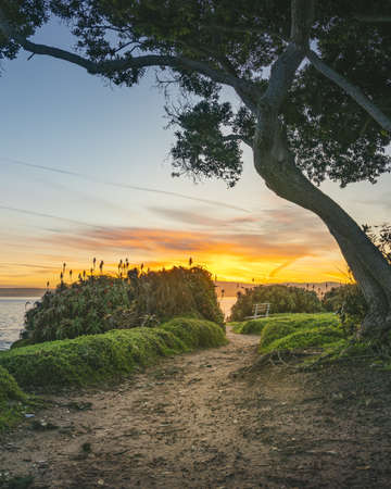 A vertical shot of a narrow pathway with green plants and a tree near the sea under the sunset sky