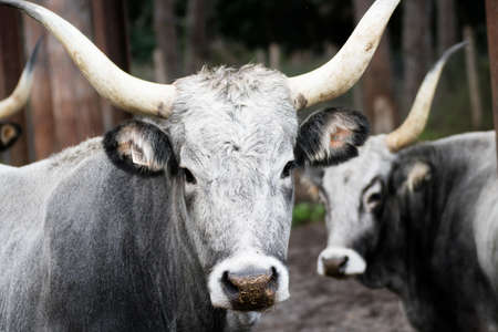 Two bulls at the pasture looking straight at the cameraの写真素材
