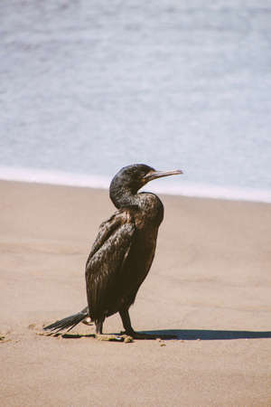 A vertical closeup shot of a black bird standing on the sandy shore of the oceanの写真素材