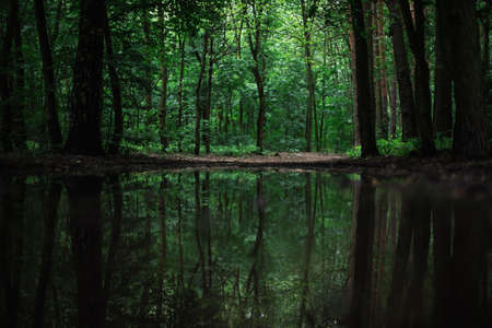The reflection of the beautiful trees in a calm lake in the forest