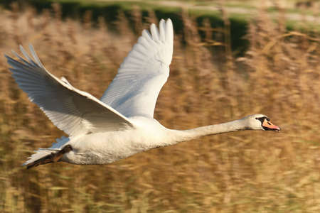 A closeup shot of a swan flyingの写真素材