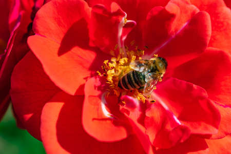 A closeup shot of a honeybee collecting nectar on a red-petaled flowerの写真素材
