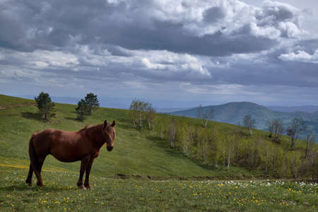 A cute horse hanging out in the middle of a mountainous scenery under the clear skyの写真素材
