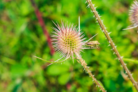 A closeup of a brown thistle plant in a field surrounded by greenery with a blurry backgroundの写真素材