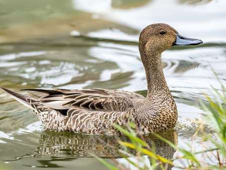 A cute brown Mallard duck hanging out in the lake in the middle of the parkの写真素材