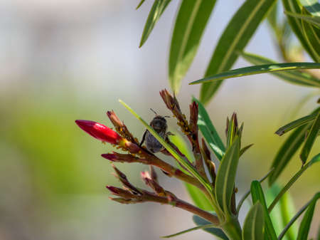A closeup shot of a small bee looking for pollen on closed buds of a green branchの写真素材