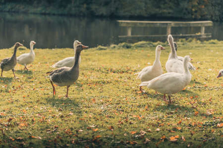 Lovely ducks playing around a lake. October Autumn seasonの写真素材