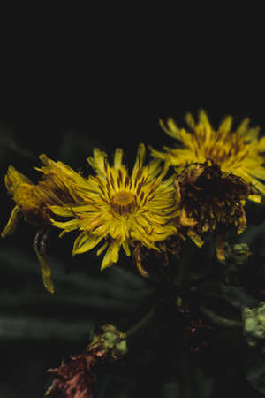 A vertical shot of dry yellow flowering plants in the middle of the forestの写真素材