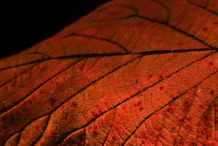 A closeup shot of the beautiful patterns and veins on an orange leafの写真素材