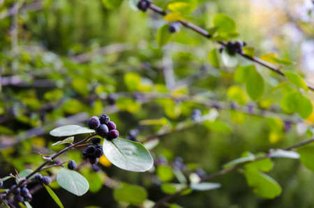 A closeup of Huckleberries on tree branches surrounded by greenery under sunlightの写真素材