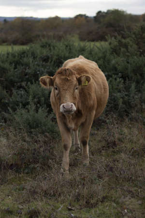 A vertical shot of a brown cow near green plants during daytimeの写真素材