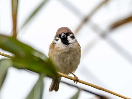 A cute exotic bird standing on a tree branch in the middle of the forestの写真素材
