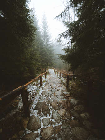 A vertical shot of a pathway in the middle of a beautiful forest captured in Madeira, Portugalの写真素材