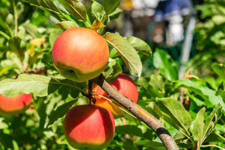A closeup of apples on tree branches surrounded by greenery under sunlight with a blurry background