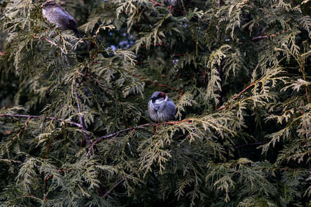 A closeup shot of a small bird sitting on a branch