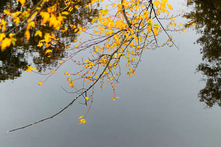 A selective focus shot of a tree branch with yellow leaves