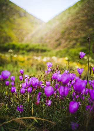 A vertical shot of beautiful purple flowers with high rocky mountains in the background