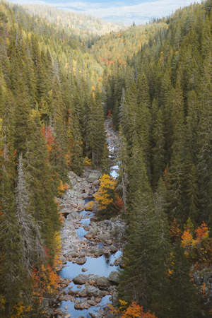 A vertical high angle shot of a river going through the beautiful tall trees