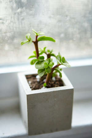 A houseplant in a concrete flowerpot on a window sill inside a room