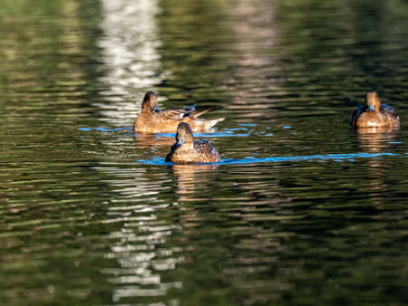 The beautiful ducks swimming in a lake captured in Izumi Forest, Yamato, Japanの写真素材