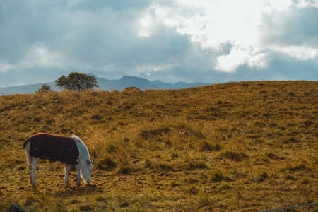 A beautiful cow grazing in the field with dry grass under the cloudy skyの写真素材