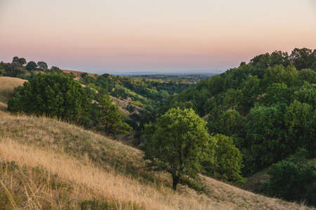 The trees growing on the dry grass in the mountains and the pastel-colored sky in the background