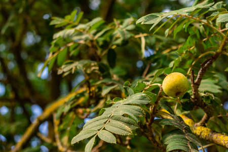 A fruit tree in a garden under the sunlight with a blurry background