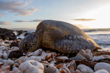 A selective focus shot of a beautiful sea turtle on the stony shore of the sea