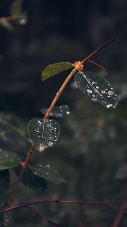 A vertical closeup shot of green leaves covered with dewdrops on a blurred background