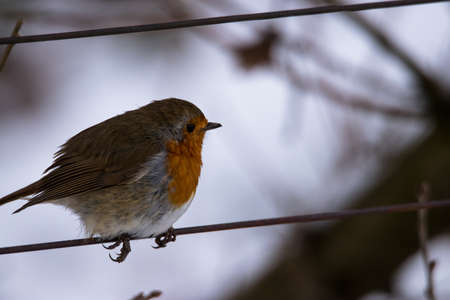 A selective focus shot of a European robin sitting on a metal wire with a blurred backgroundの写真素材
