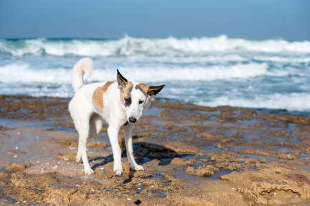 A white dog walking running through the beach surrounded by the sea under sunlight and a blue skyの写真素材